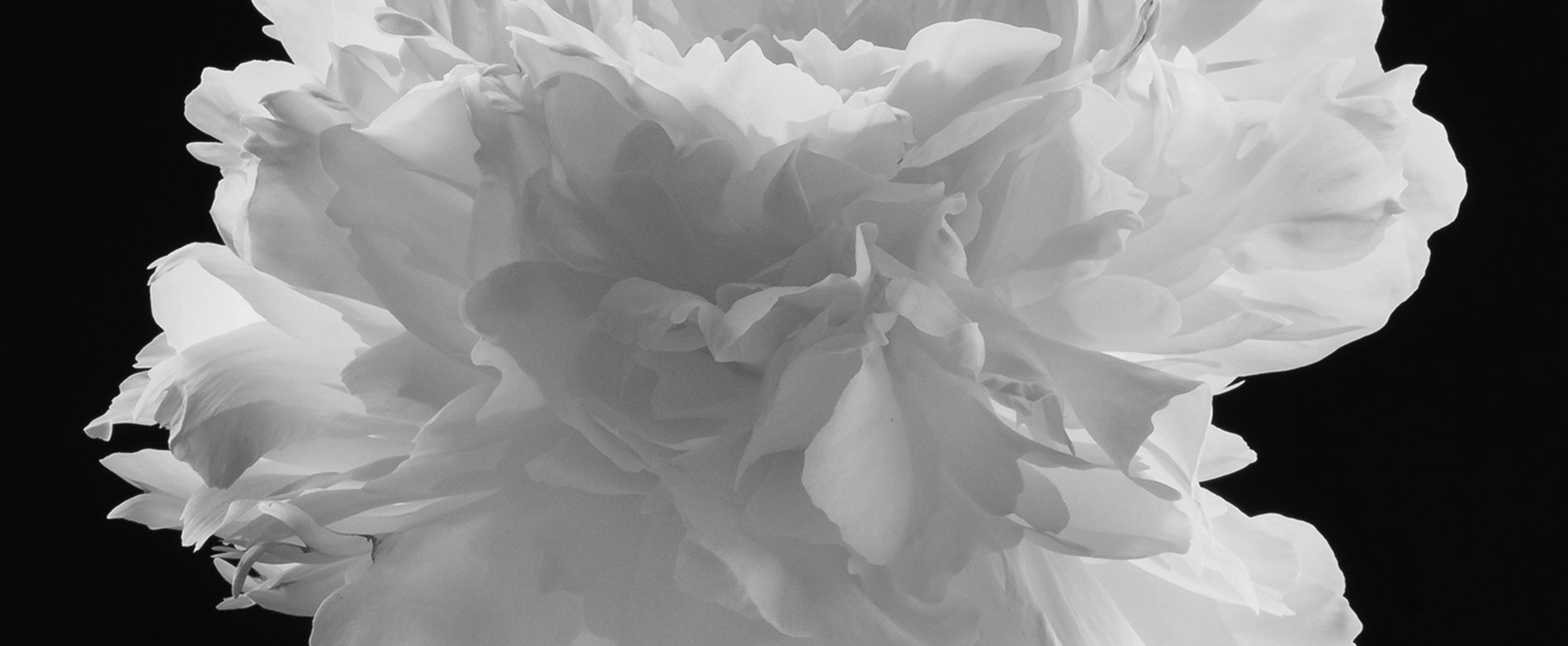 White peony flower in black and white